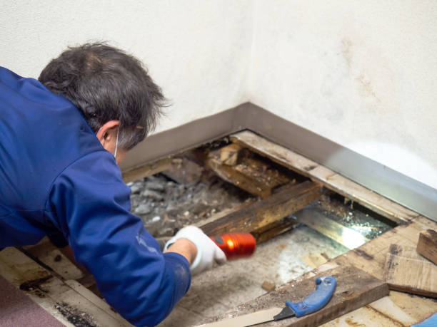 Best Fast Mold Removal  in Kings Mills, OH
