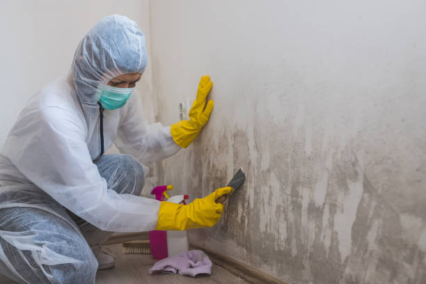 Best Professional Mold Removal  in Kings Mills, OH