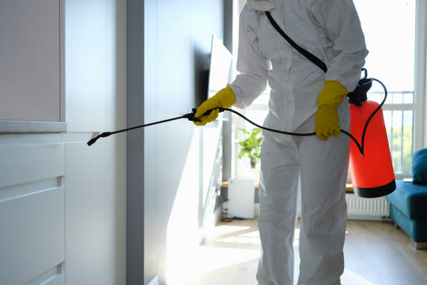 Attic Mold Removal in Kings Mills, OH